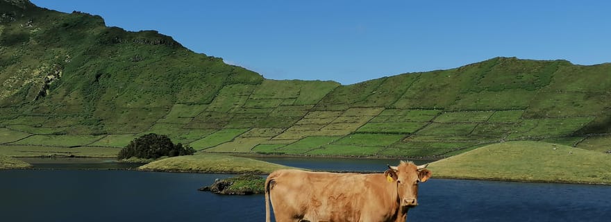 Visite d'une demi-journée au fromage de Sao Jorge
