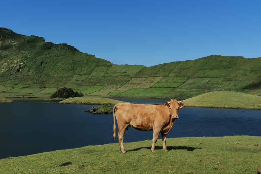 Insel São Jorge: Sao Jorge Cheese Tour - Halbtagestour