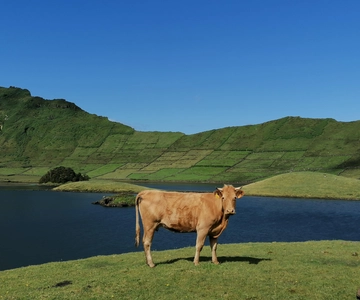 Sao Jorge Kaas Tour - Halve dag