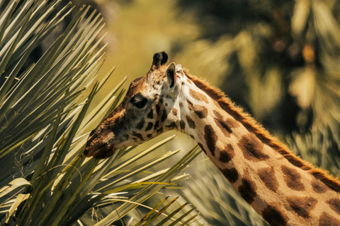 Depuis Arusha : Excursion d'une journée au cratère du Ngorongoro avec safariDepuis Arusha : Excursion au cratère du Ngorongoro avec safari