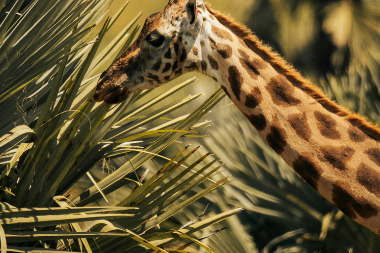 Depuis Arusha : Excursion d'une journée au cratère du Ngorongoro avec safariDepuis Arusha : Excursion au cratère du Ngorongoro avec safari