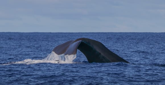 Terceira: Whale & Dolphin Watching | Best Wildlife Tour
