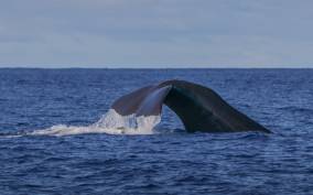 Terceira Island : Whale and Dolphin Watching boat excursion