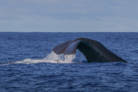 Terceira Island : Whale and Dolphin Watching boat excursion Whale and Dolphin Watching Tour in Terceira Island