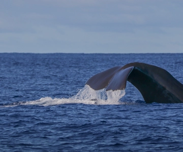 Terceira Island : Whale and Dolphin Watching boat excursion