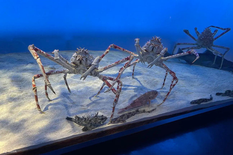 Nagoya Return, Ise Shrine, Mikimoto Pearl Island & Toba Tour