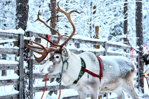 Levi: Reindeer Sleigh Ride 1.5km In Magical Forest