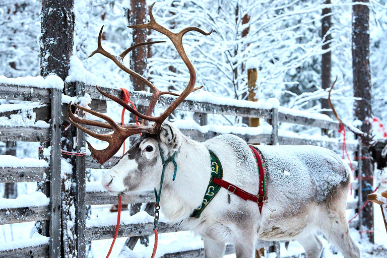 Levi: Reindeer Sleigh Ride 1.5km In Magical Forest