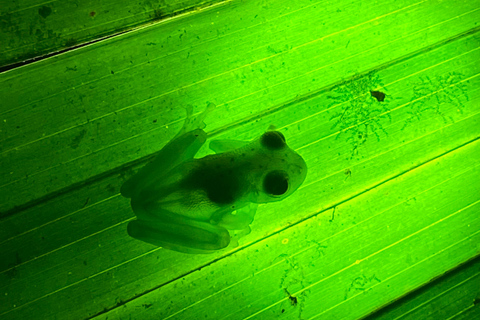 Manuel Antonio: Night tour with a naturalist guide.