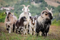 San Leo Cashmere, experiencia agrícola - Hizvo