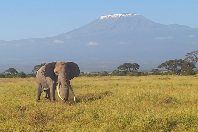 EXCURSION D'UNE JOURNÉE DANS LE PARC NATIONAL D'AMBOSELI SAFARI PRIVÉ AU DÉPART DE NAIROBI.
