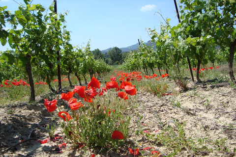 Château Villemagne: قم بزيارة القبو وتذوق النبيذ لدينا.