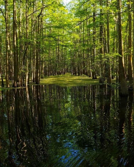Tur Eco-Swamp de 2 ore