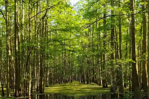 2-stündige Eco-Swamp Tour
