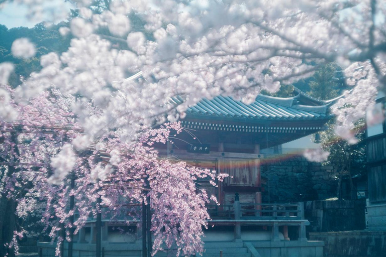 Kyoto, Gion & Nara: Culture & Heritage Full-Day Tour Trip from Osaka 8:40AM