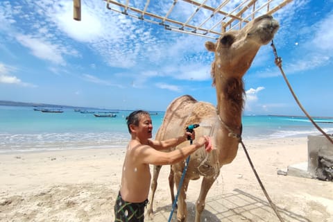 Kelan Beach: Near Airport Camel Wash Experience