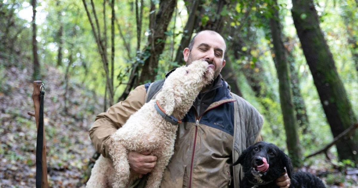 Siena Truffle hunting in the Sienese woods with tasting GetYourGuide