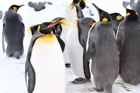Hokkaido: Asahiyama Zoo, Biei, Ningle Terrace Full-Day Tour