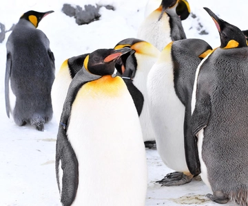 Hokkaido: Asahiyama Zoo, Biei, Ningle Terrace Excursão de 1 dia