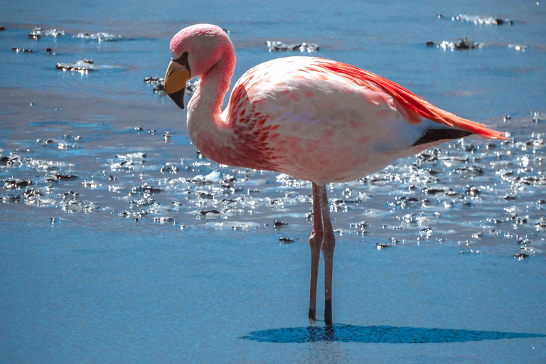 From Uyuni: 3Day Tour - Salt Flats - Finishing in San Pedro