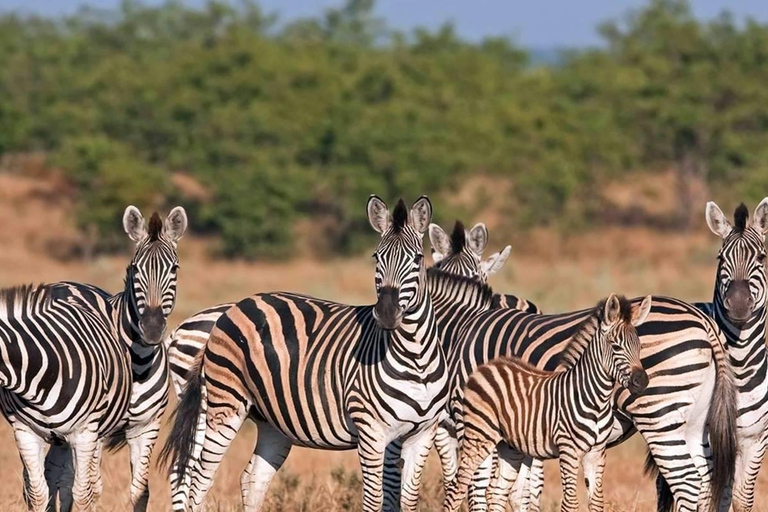 From Durban: Tala Game Reserve Half-Day Safari & Transfer