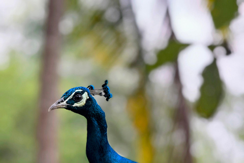 Tissamaharama: Watching Deer, Crocodile & Birds Village Tour Village Tour Shared