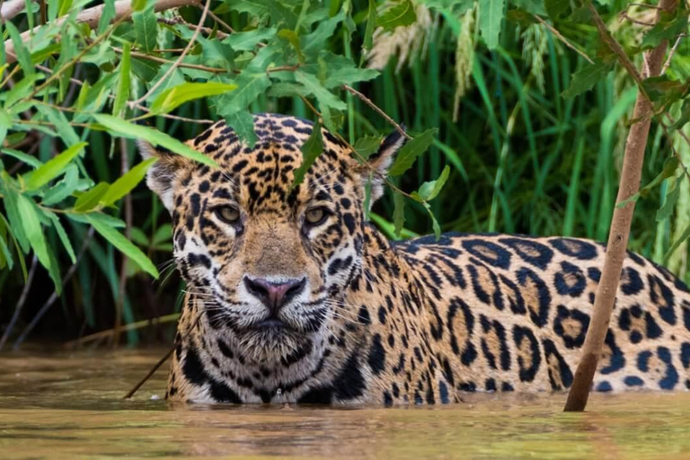 Leven in de natuur vanuit Cusco: 3 Dagen Manu Jungle all inclusive