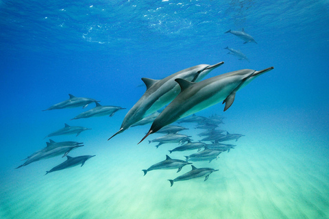 Kizimkazi Snorkeling and Dolphin full-day tour with BBQ Private Tour (All inclusive)