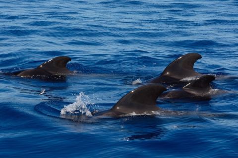 Dolphin and Whale Watching in Negombo