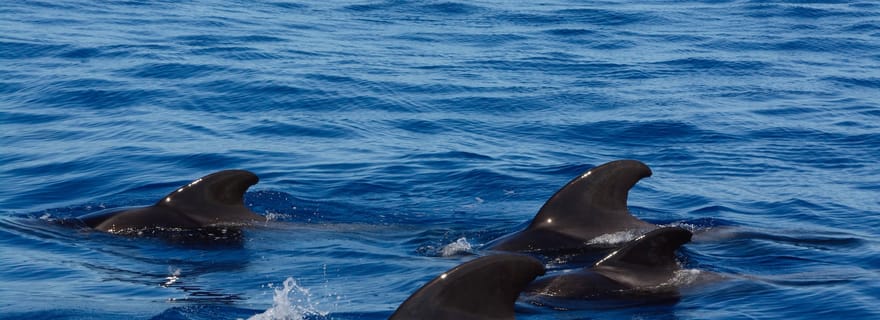 Observation des dauphins et des baleines à Negombo