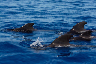 Dolphin Watching in Negombo