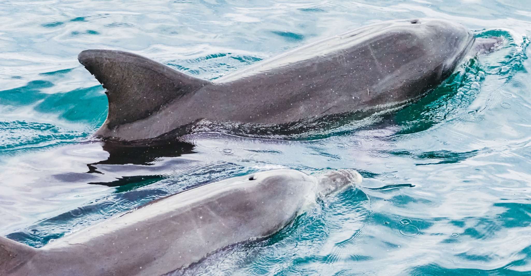 Port Stephens, Dolphin Watching Cruise - Housity