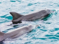 Port Stephens, Dolphin assistindo ao cruzeiro - Housity