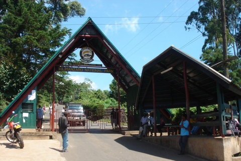 Jednodniowa wędrówka na Kilimandżaro z lunchem i transportem