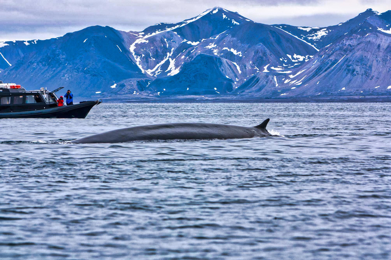Skjervøy : Excursion en bateau chauffé pour l&#039;observation des orques et des baleines