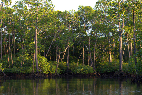 Semporna: Mangrove Cruise, Fireflies, Dinner & Transfer