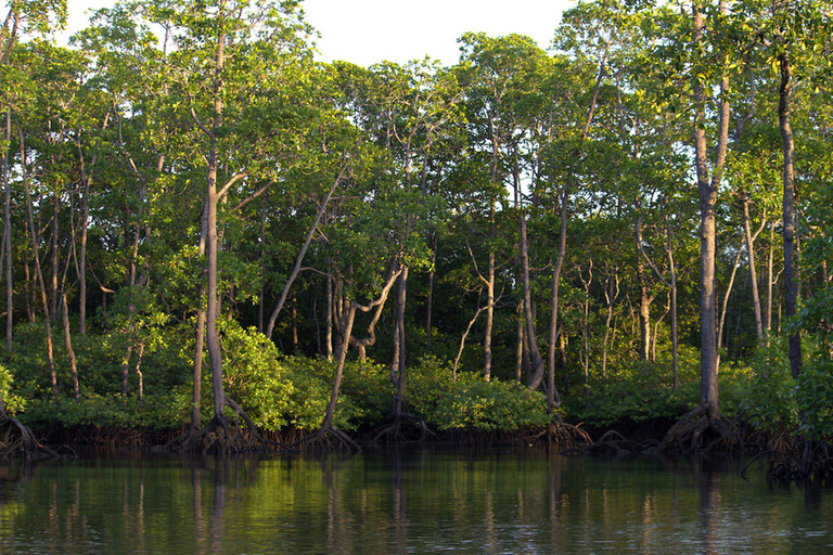 Semporna: Mangrove Cruise, Fireflies, Dinner & Transfer