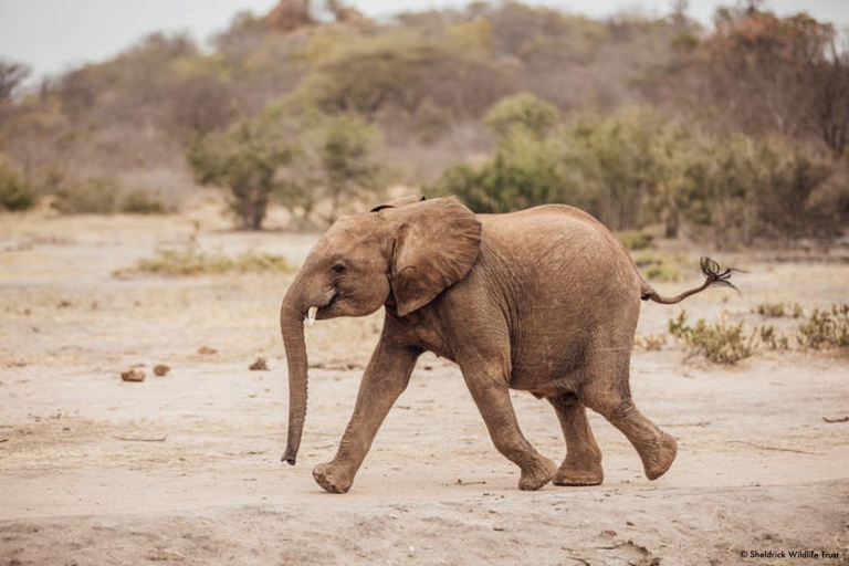 Wycieczka do Nairobi do Parku Narodowego, centrum słoni i żyraf.