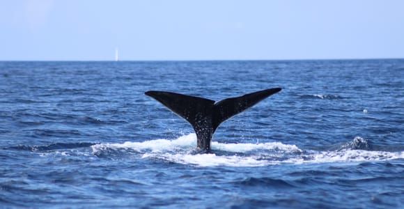São Jorge: Whale and Dolphin Watching Tour with Biologist