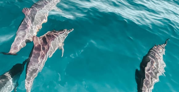 Hvar: Bootstour zur Delfinbeobachtung mit Speisen & Getränken