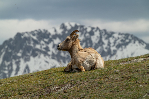 Morning Wildlife Viewing Tour - Banff/Canmore Pick-up Banff Morning Safari Drive