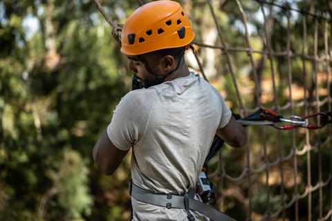 Adelaide: TreeClimb Adventure