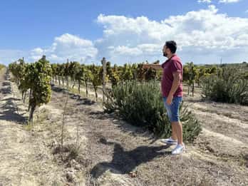 Noto: Degustazione di vini e tour della tenuta con prodotti locali