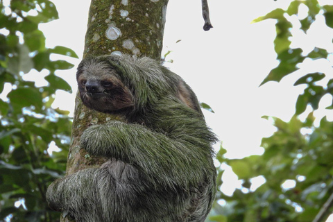 لا فورتونا: جولة الكسلان في متنزه بركان أرينال ووجبة خفيفة محلية