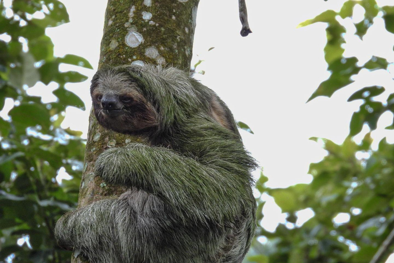 لا فورتونا: جولة الكسلان في متنزه بركان أرينال ووجبة خفيفة محلية