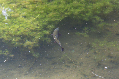 Bariloche: Andean Region Tour to El Bolsón & Lago Puelo