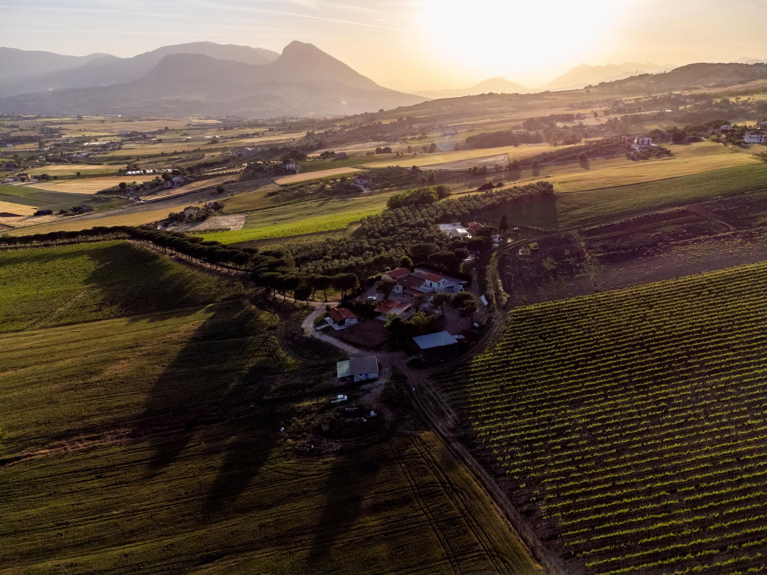 Benevento: Picknick in den Olivenhainen von Sannio und Besichtigung des Weinguts