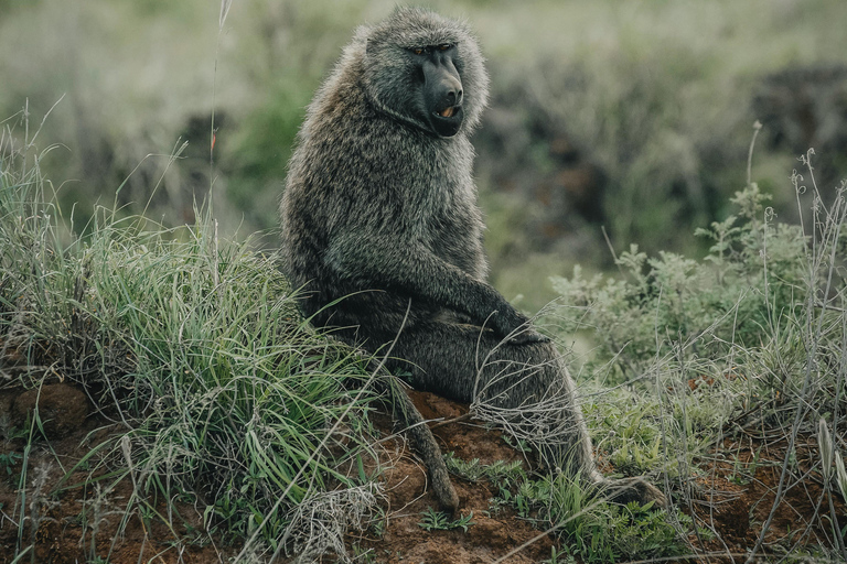 Arusha National Park: Day Trip with Walking Safari & Canoe Shared Day Trip Transfer & Game Drive (Fees Excluded)