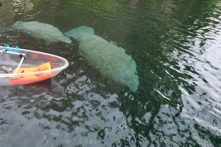 Silver Springs : Lamantins et singes Visite guidée en kayak clairSilver Springs : Les lamantins et les singes : visite guidée en kayak transparent