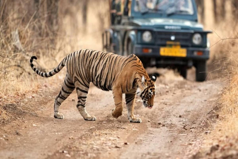 From Delhi : India's Golden Triangle with Tiger Safari
